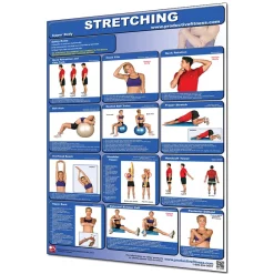 24" X 36" Laminated Fitness Poster / Wall Chart - Stretching – Productive Fitness (CSL)